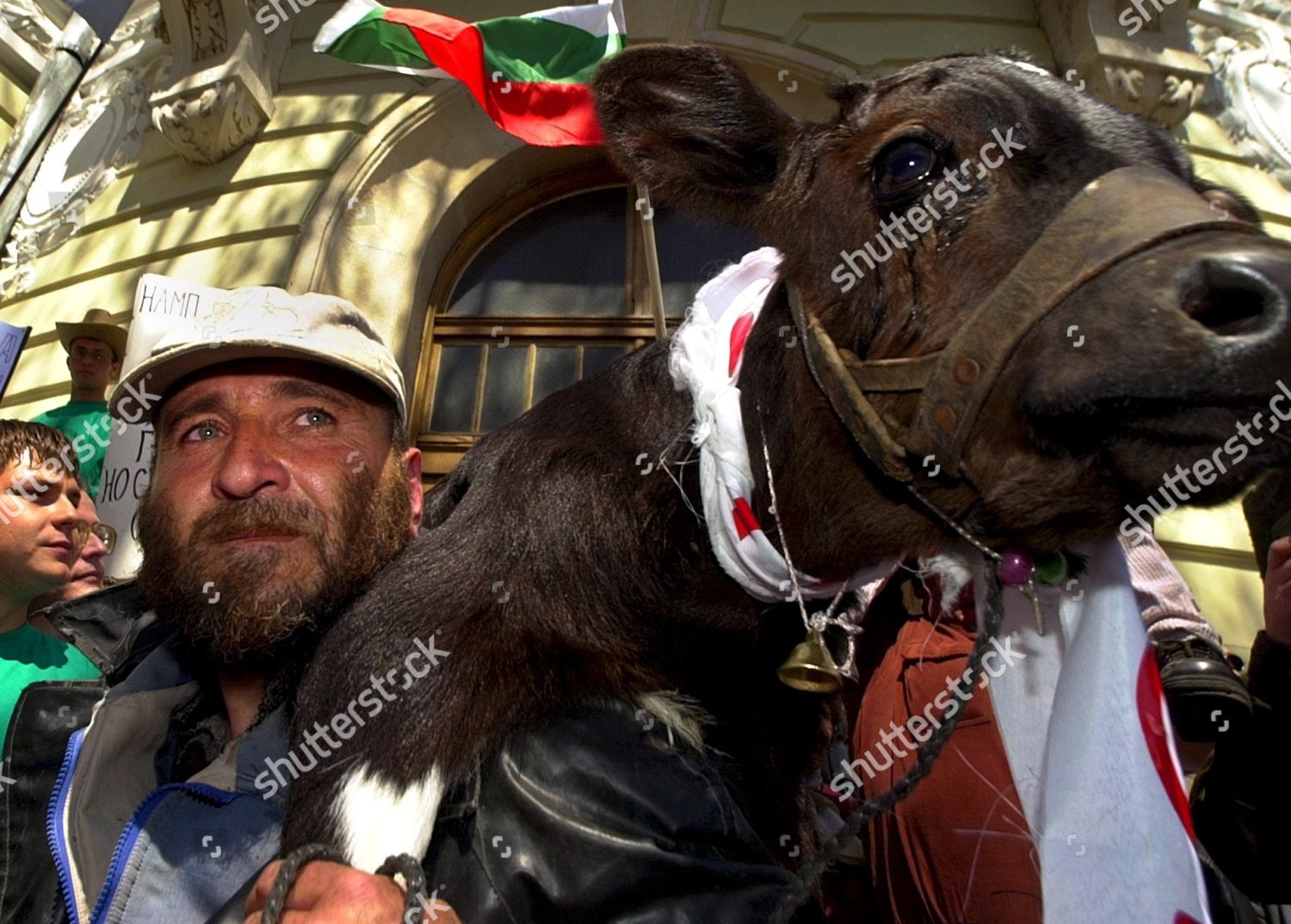 Sofia Bulgaria Bulgarian Farmer Carries Calf Editorial Stock Photo ...