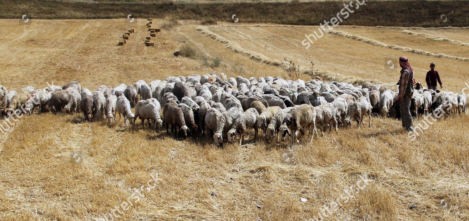 Bedouin Shepherd Leads His Flock On Editorial Stock Photo Stock Image