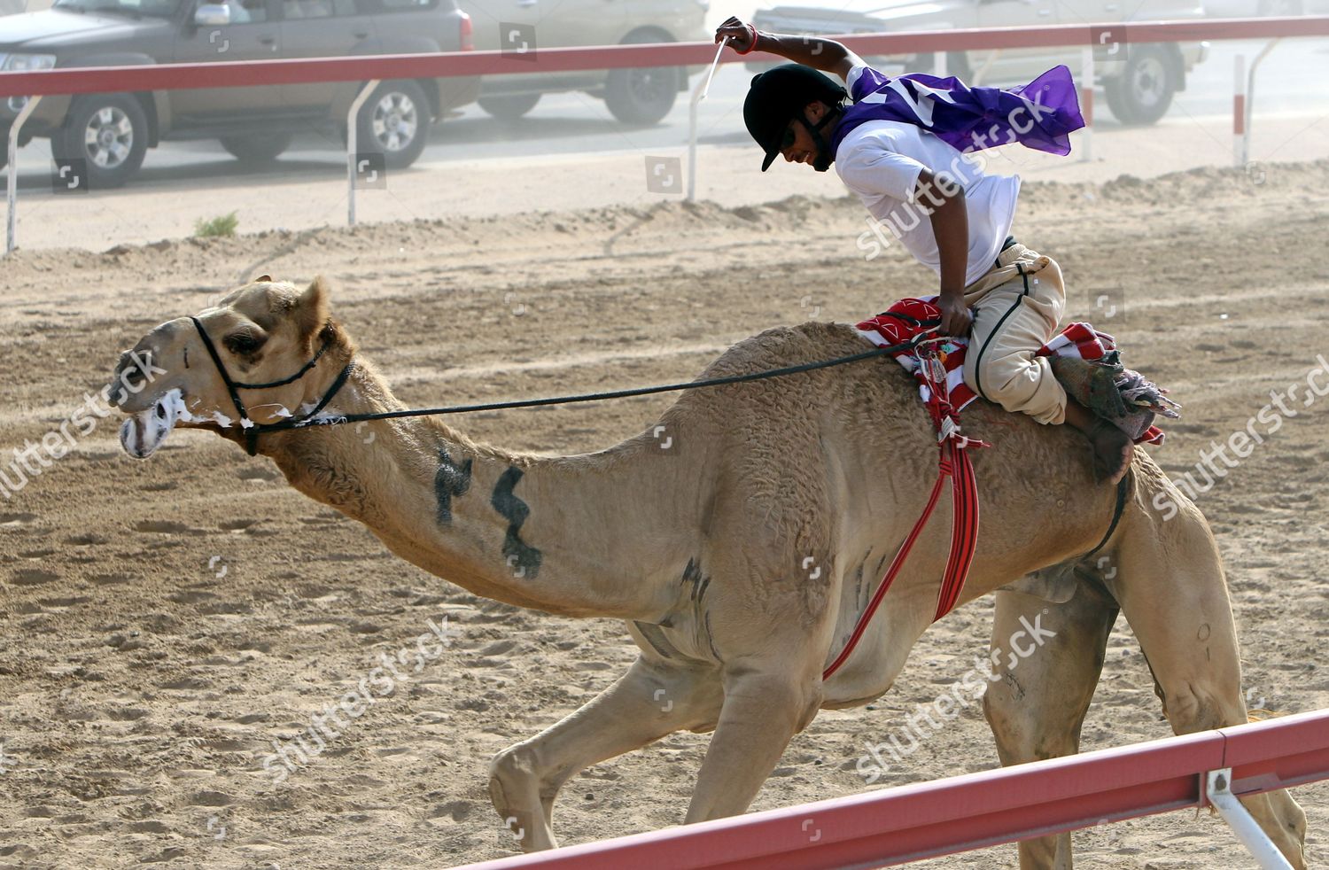 Camel Rider Competes During Annual Sheikh Editorial Stock Photo - Stock ...