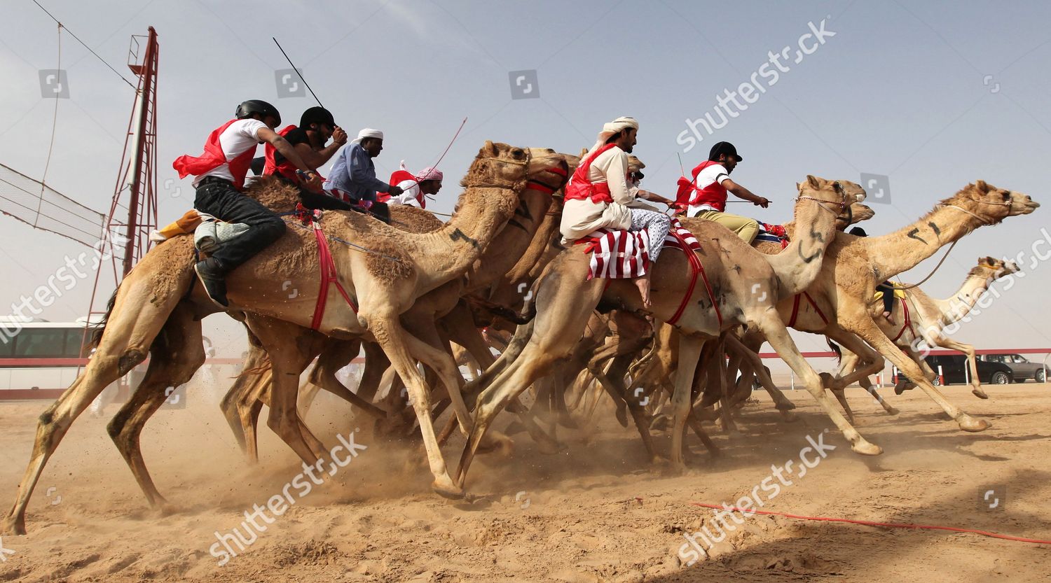 camel-jockeys-compete-during-annual-sheikh-editorial-stock-photo