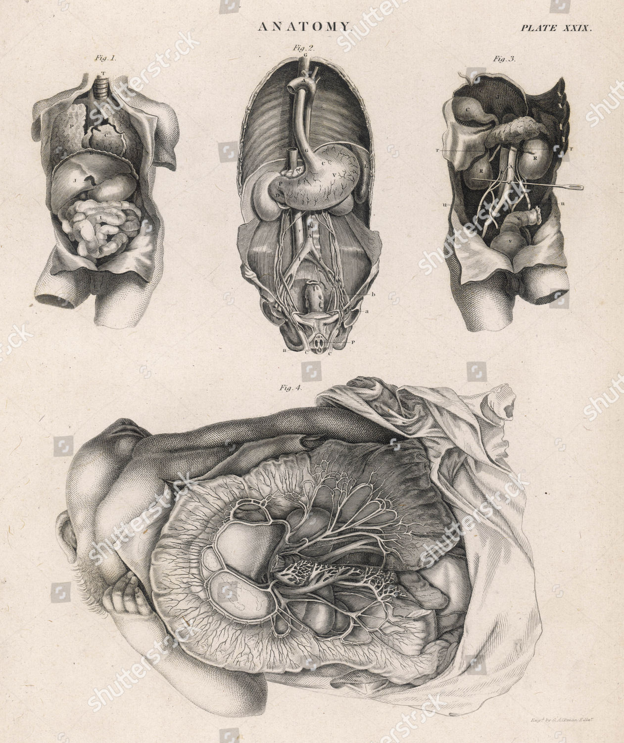 Various Diagrams Depicting Our Internal Organs Editorial Stock Photo