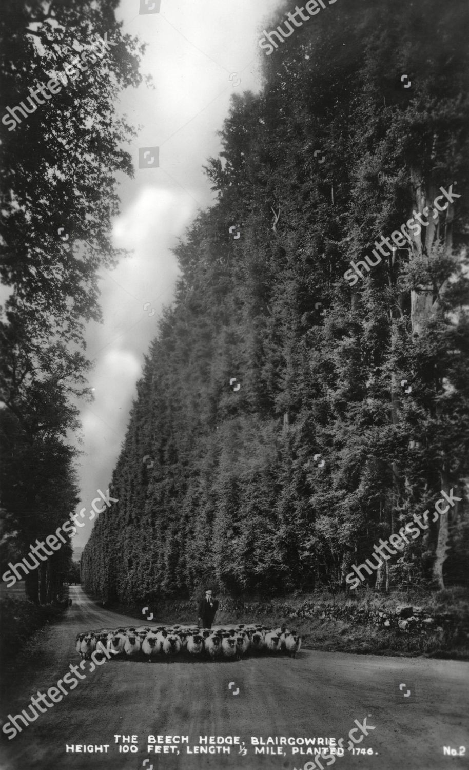 Beech Hedge Meikleour Near Blairgowrie Planted Editorial Stock Photo