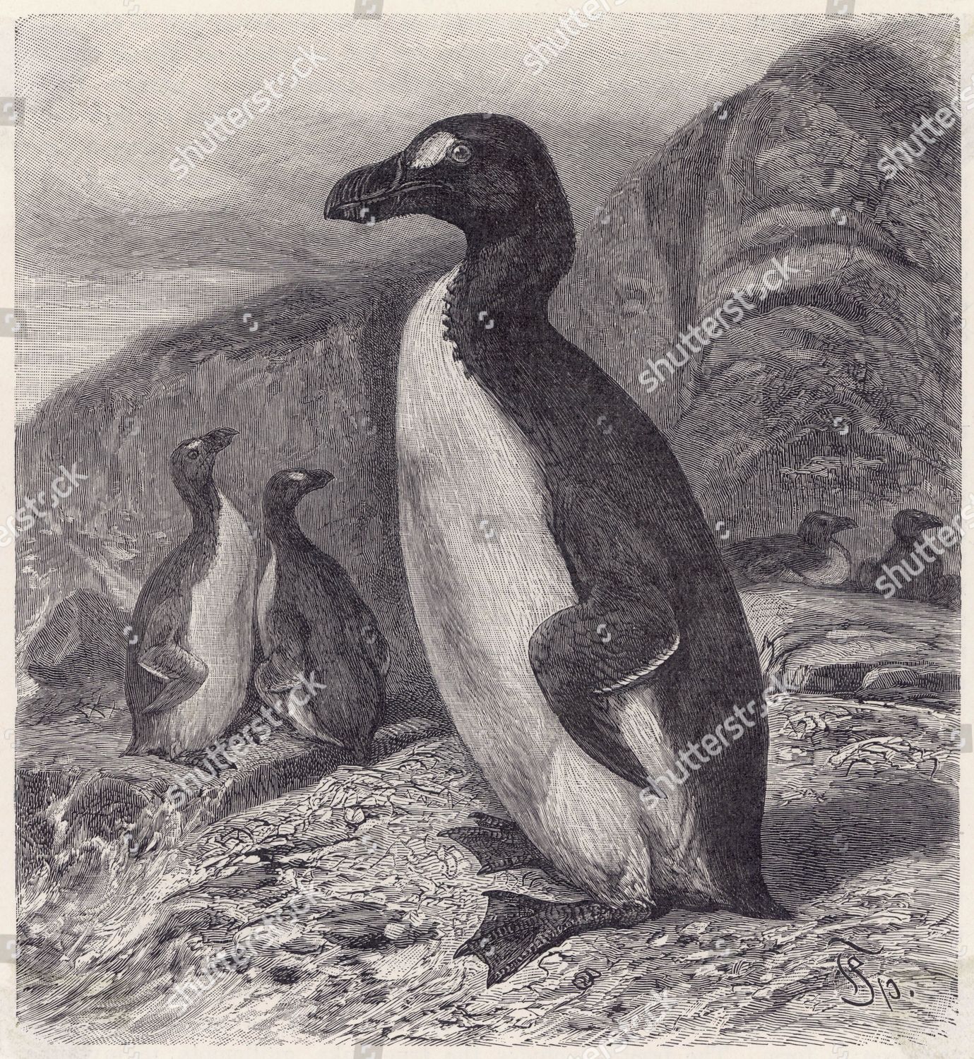 Great Auk Awk Pinguinus Impennis Who Editorial Stock Photo - Stock ...