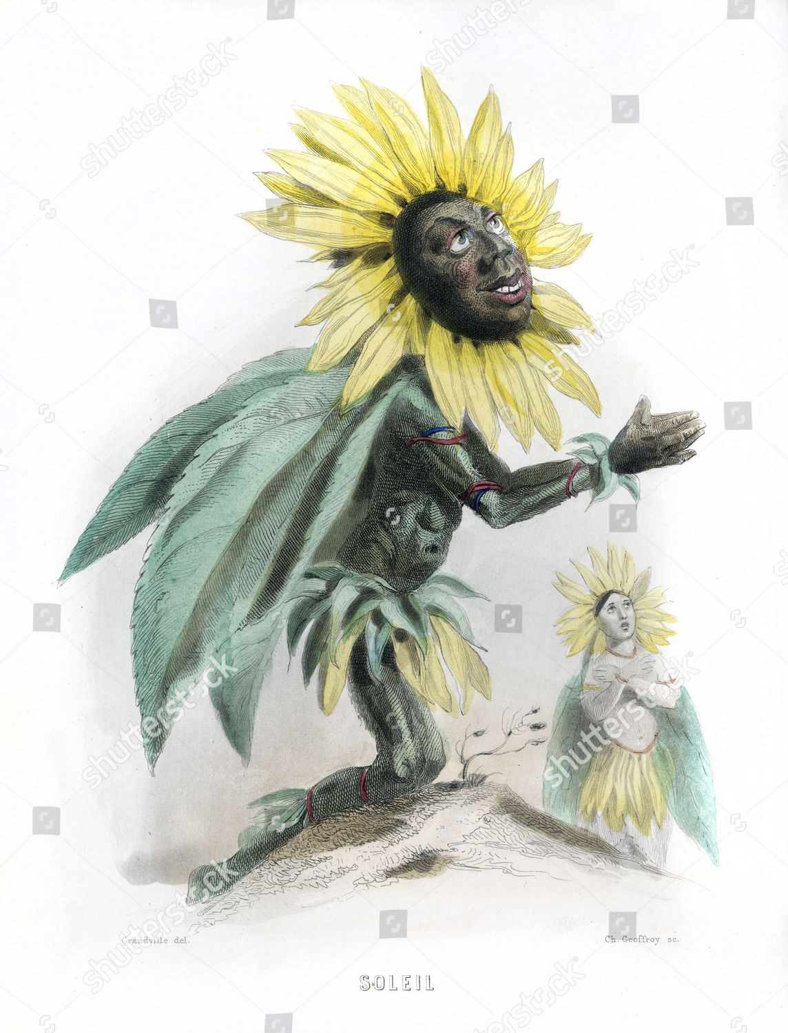 Soleil Sunflower Helianthus 1847 에디토리얼 스톡 사진 - 스톡 이미지 | Shutterstock Editorial