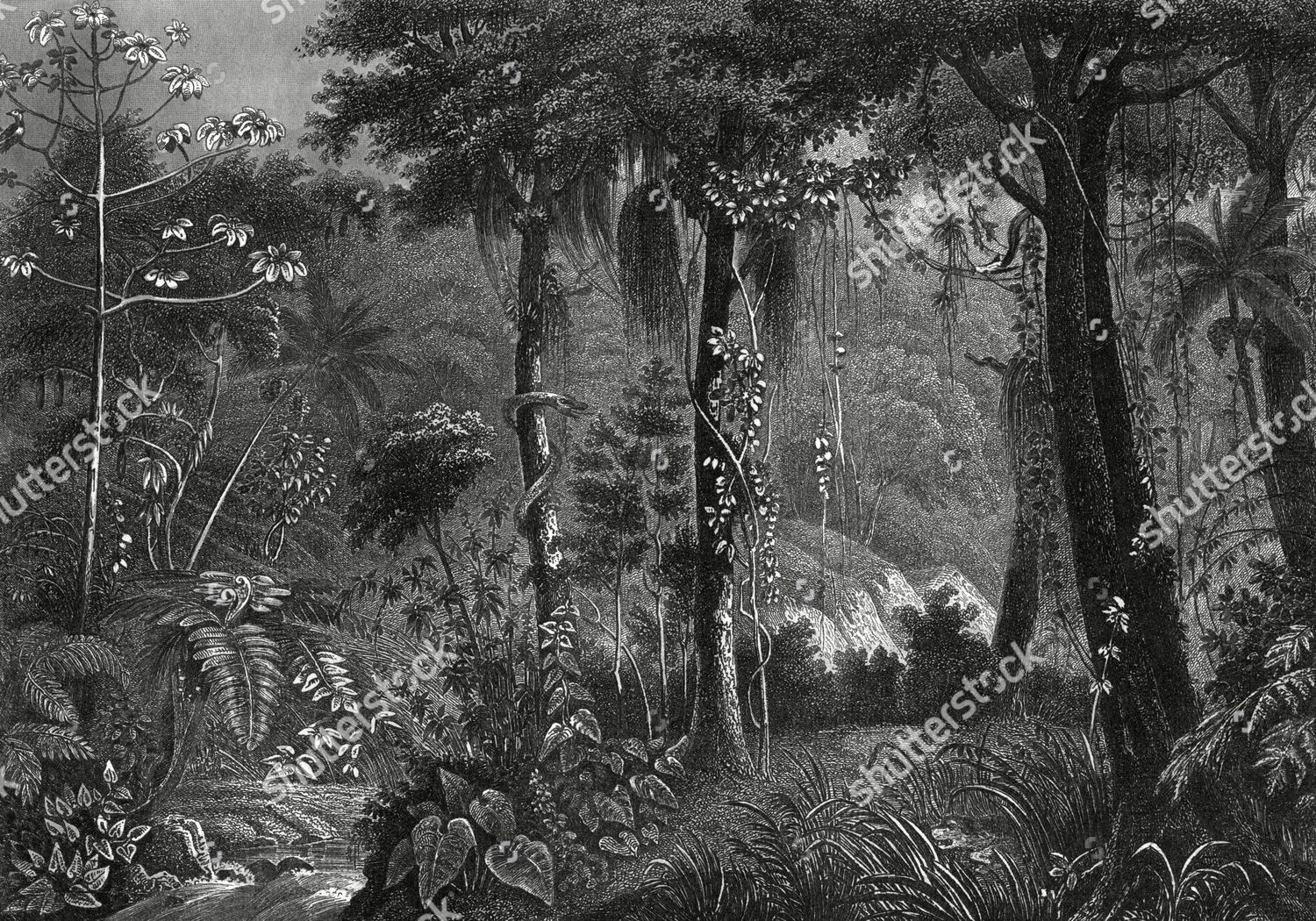 Brazilian Rainforest 150 Years Ago 1850 Editorial Stock Photo - Stock ...