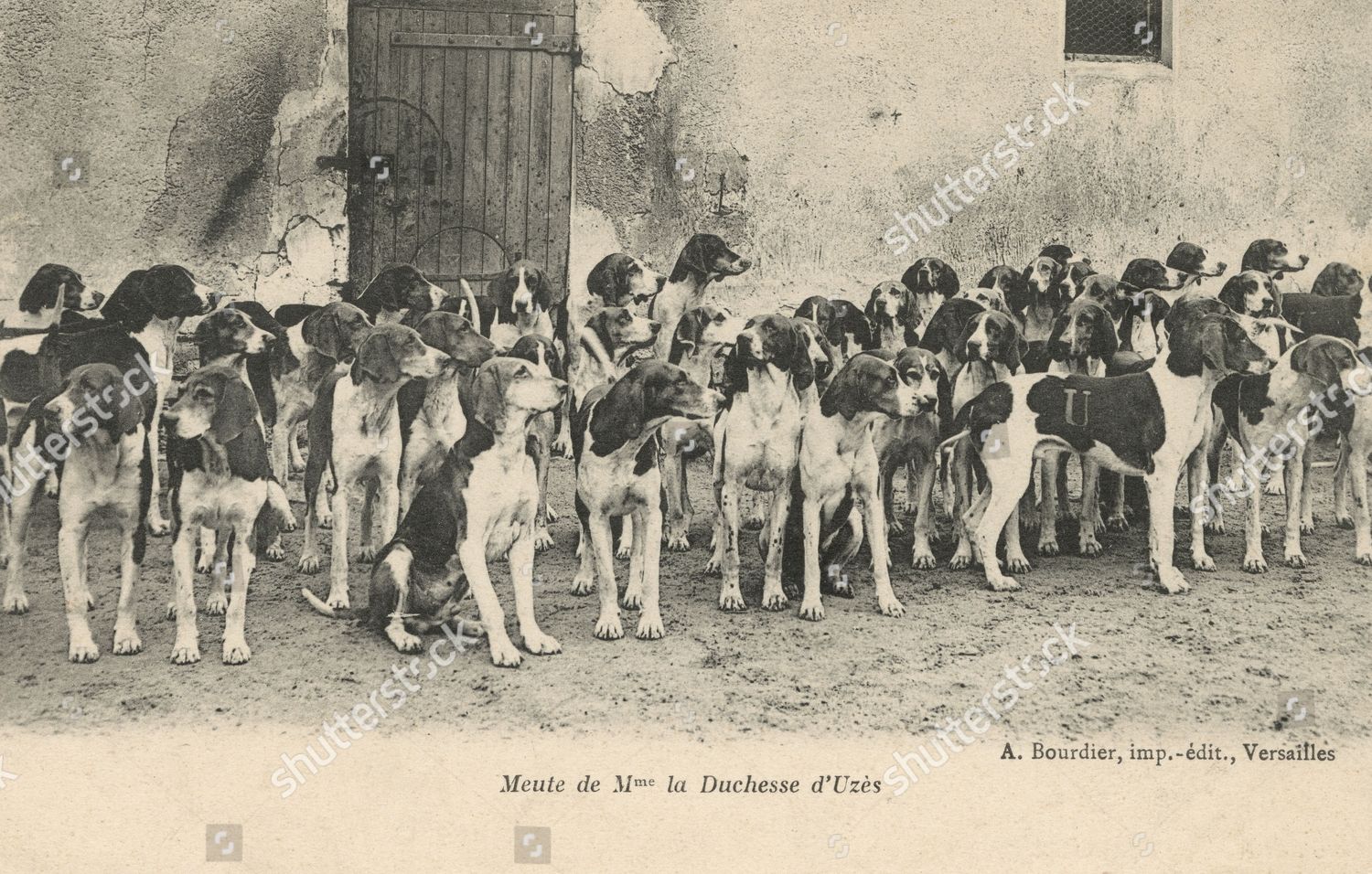 Foxhounds Duchess Uzes France Circa 1903 Editorial Stock Photo Stock