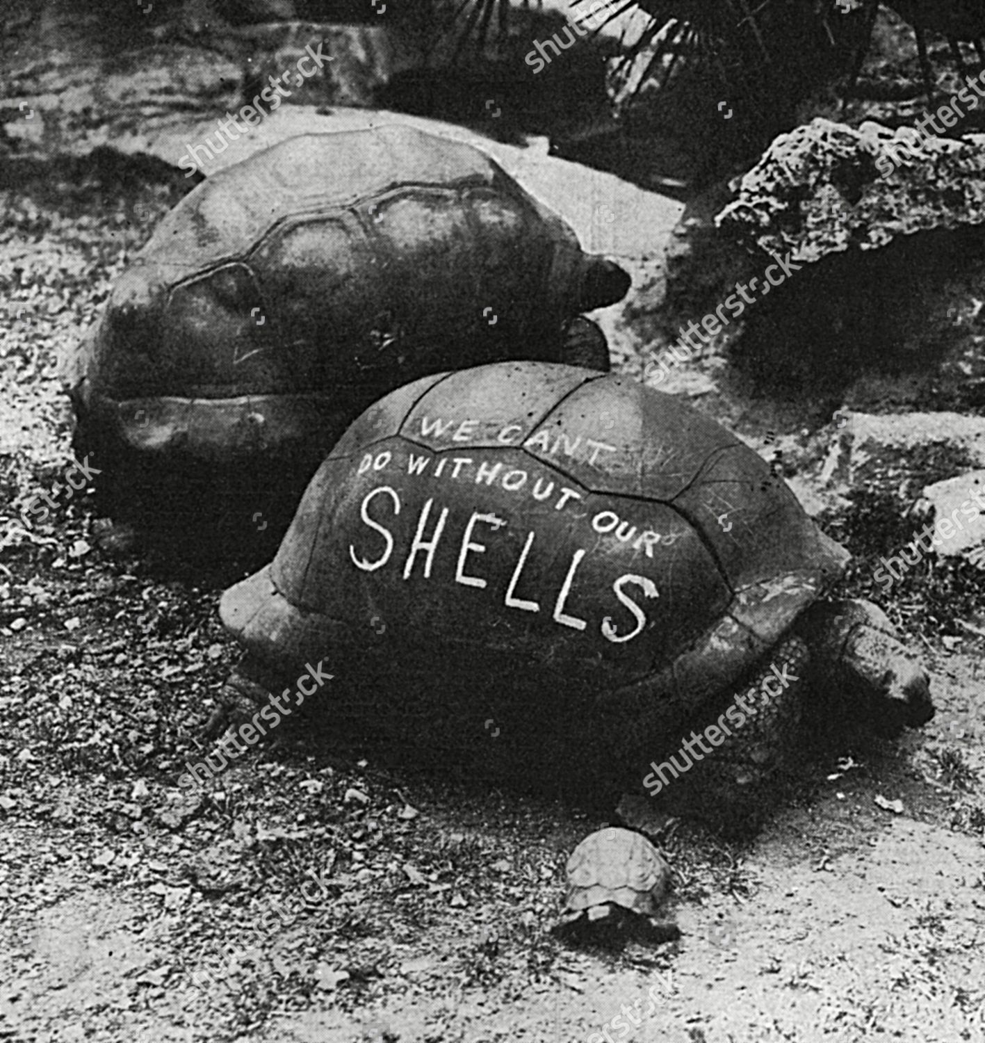 Tortoise Methuselah London Zoo Using His Editorial Stock Photo - Stock ...