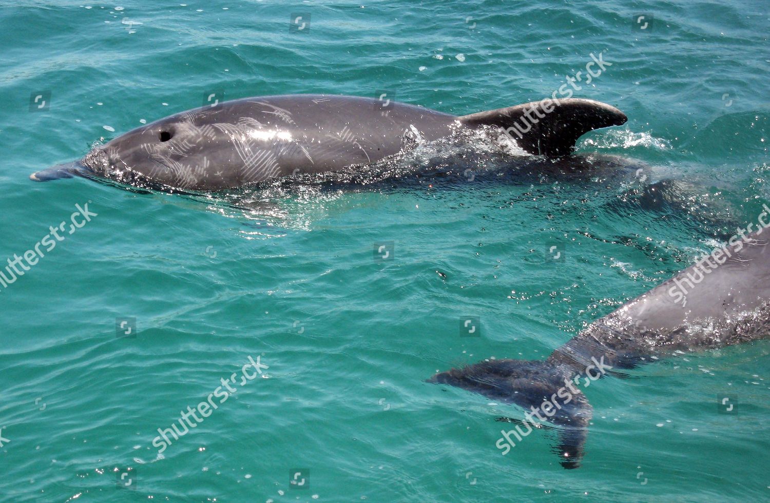 Dolphins Scratch Marks On Their Face Editorial Stock Photo Stock