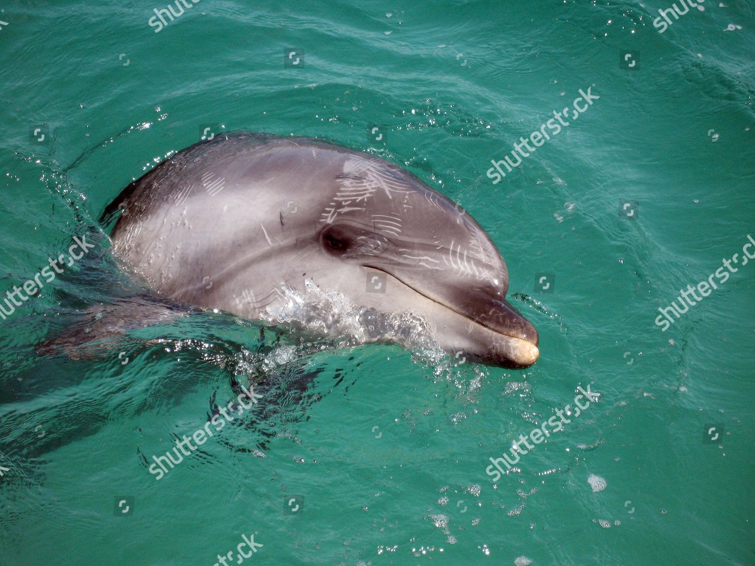 Dolphins Scratch Marks On Their Face Editorial Stock Photo Stock