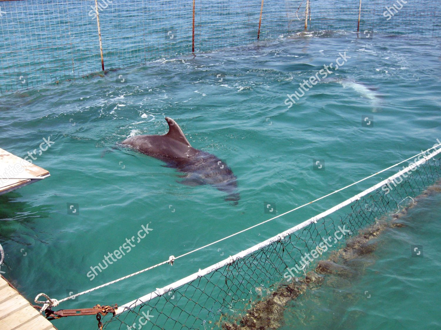 Dolphins Scratch Marks On Their Face Editorial Stock Photo Stock