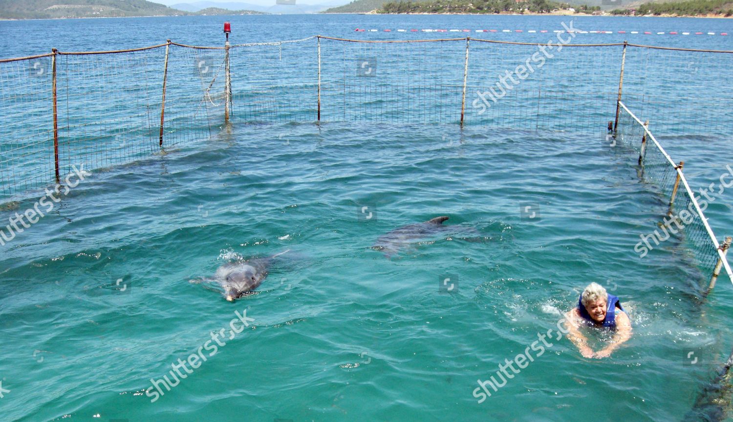 Dolphins Scratch Marks On Their Face Editorial Stock Photo Stock