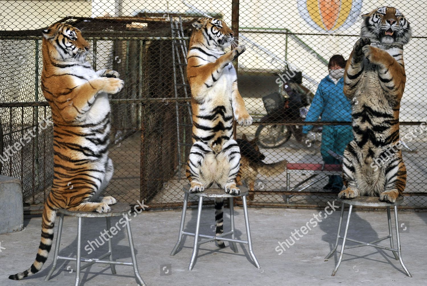 china-spring-festival-animal-performance-feb-2010-shutterstock-editorial-7707889c.jpg