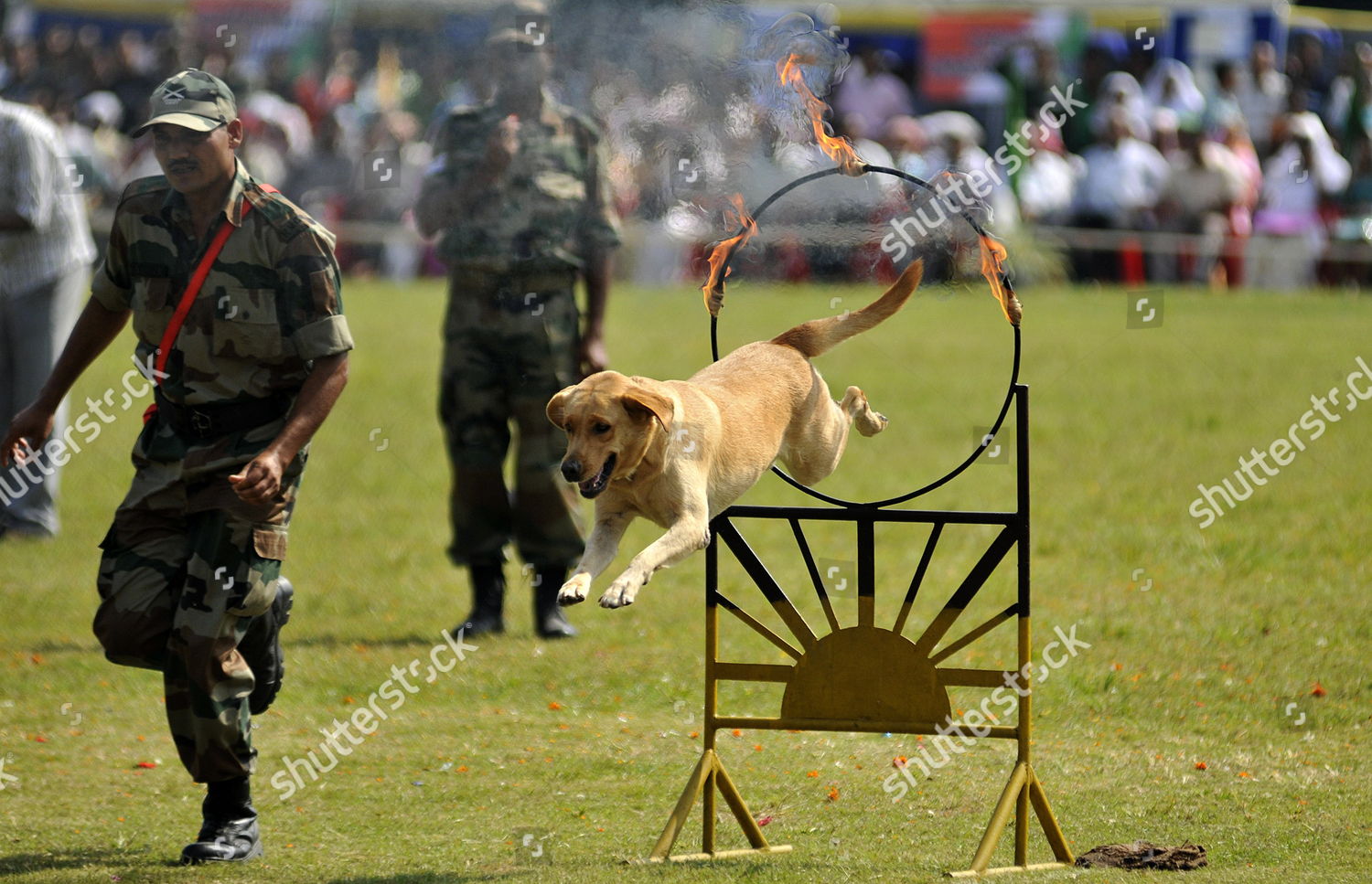 indian army dogs
