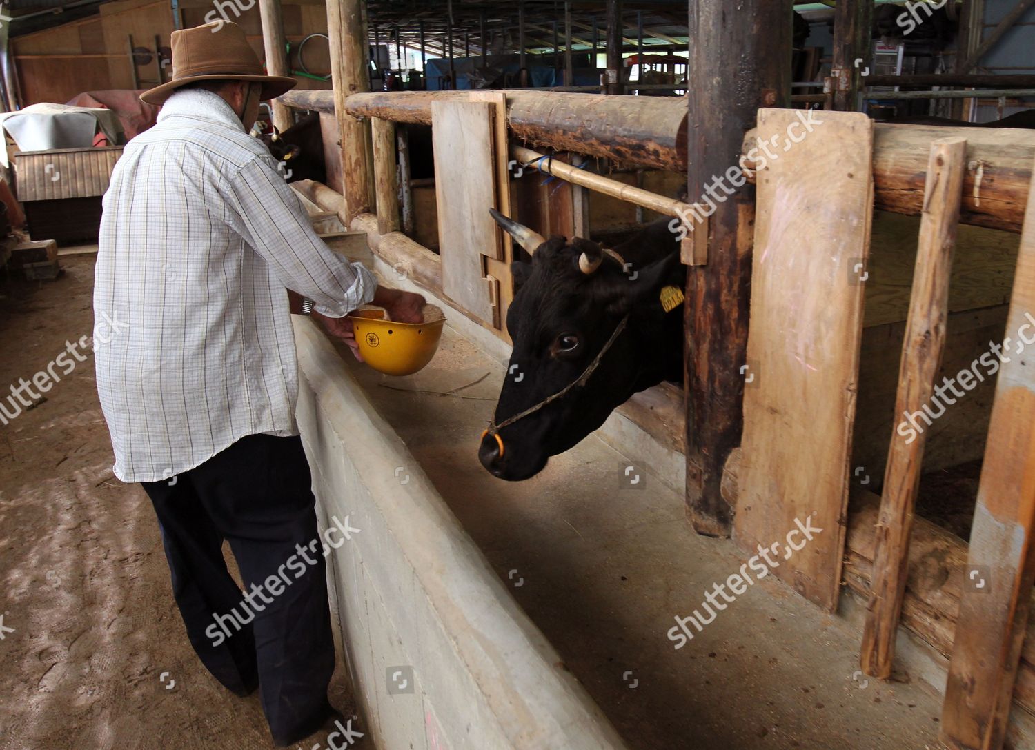 worker-takes-care-cows-cattle-farm-editorial-stock-photo-stock-image