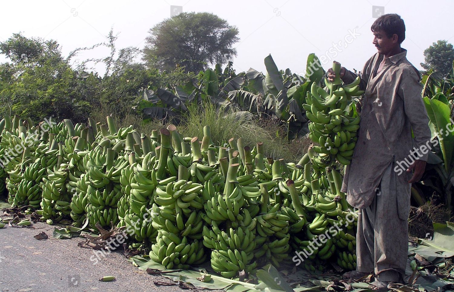 Pakistani Farmer Collects Bananas Banana Garden Editorial Stock Photo