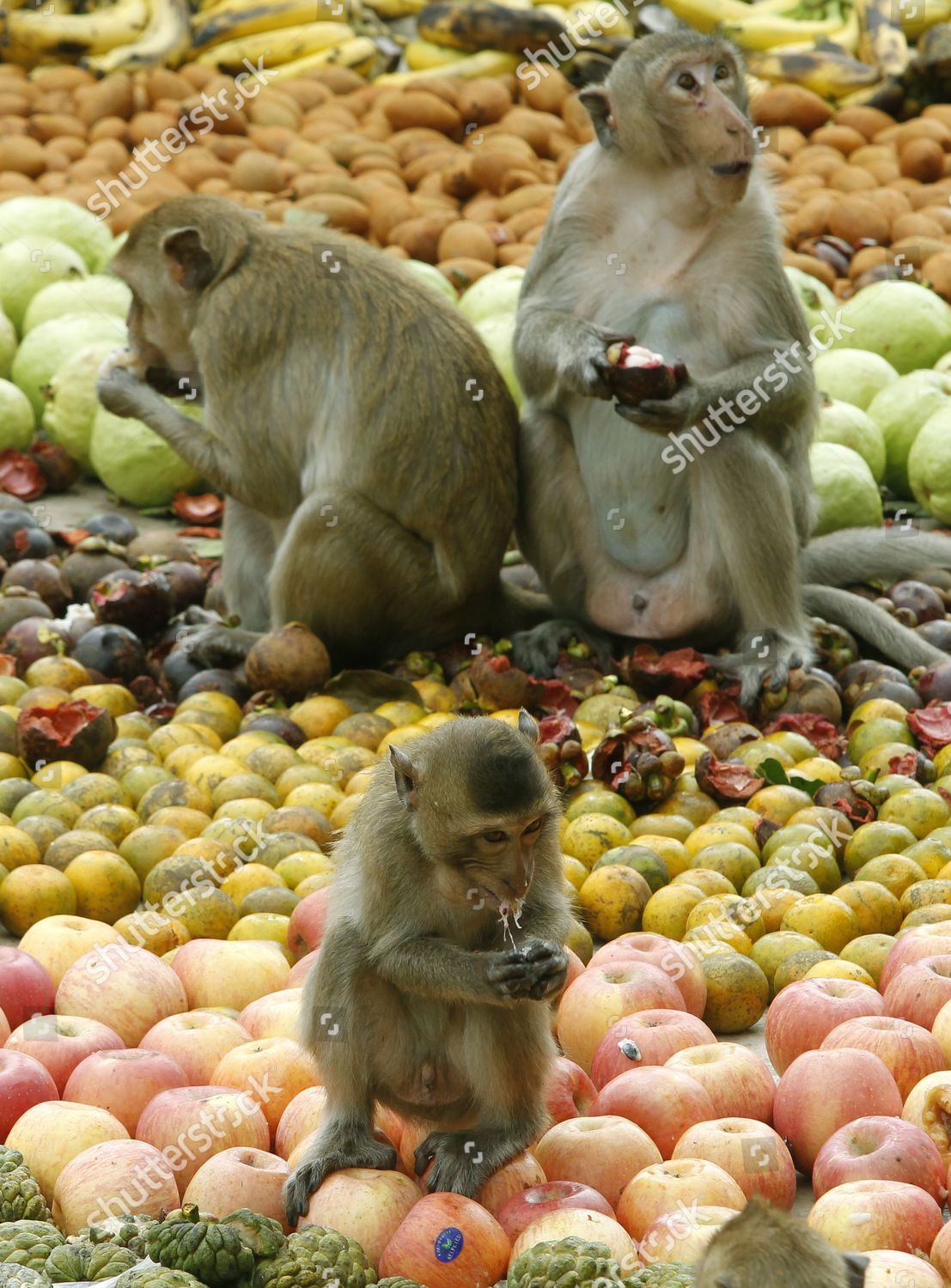 Monkey Market Festival