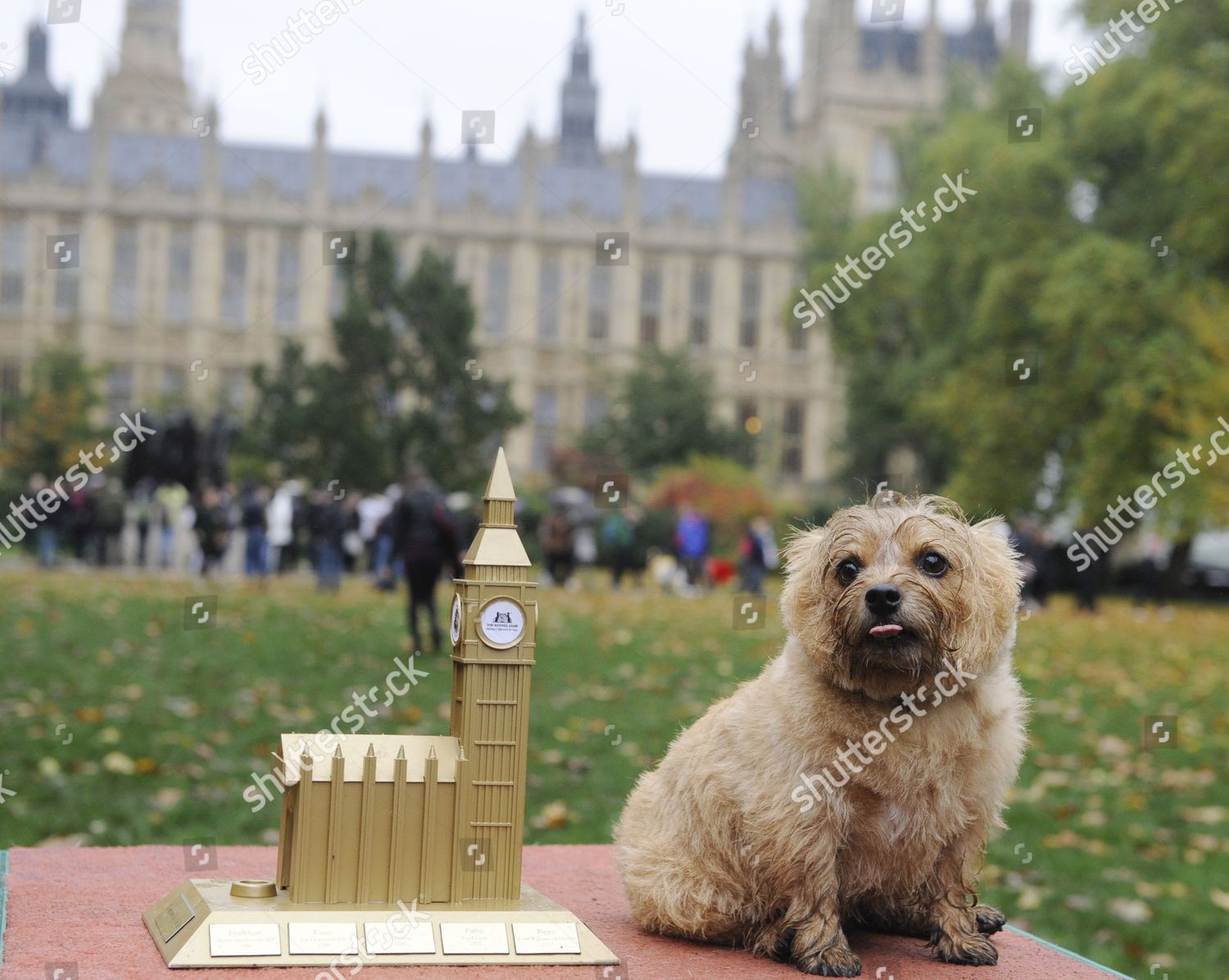 Norfolk Terrier Star Winner Westminster Dog Editorial Stock Photo