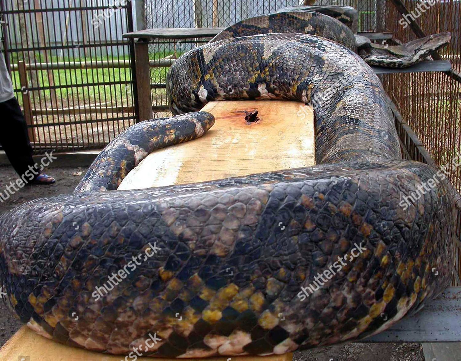 Reticulated Python Sits Cage Indonesian Recreation Editorial Stock ...