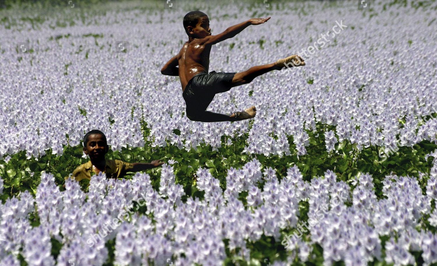 Indian Boys Play Between Water Lily Lake Editorial Stock Photo Stock Image Shutterstock