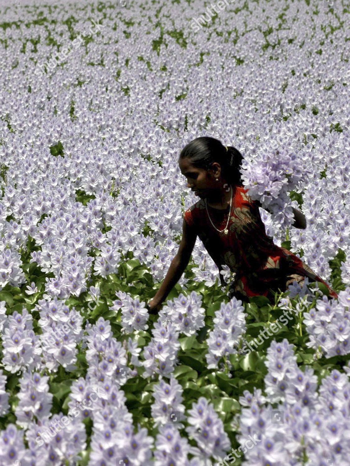Indian Girl Collects Water Lily Lake Near Editorial Stock Photo Stock Image Shutterstock