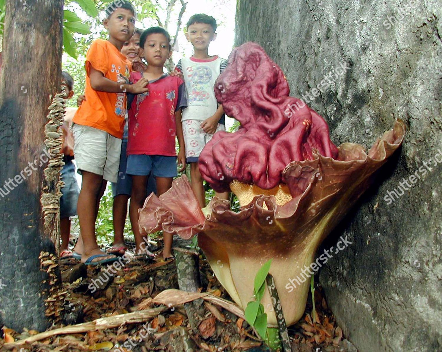 14 Gambar Bunga Raflesia Arnoldi Dan Bunga Bangkai  