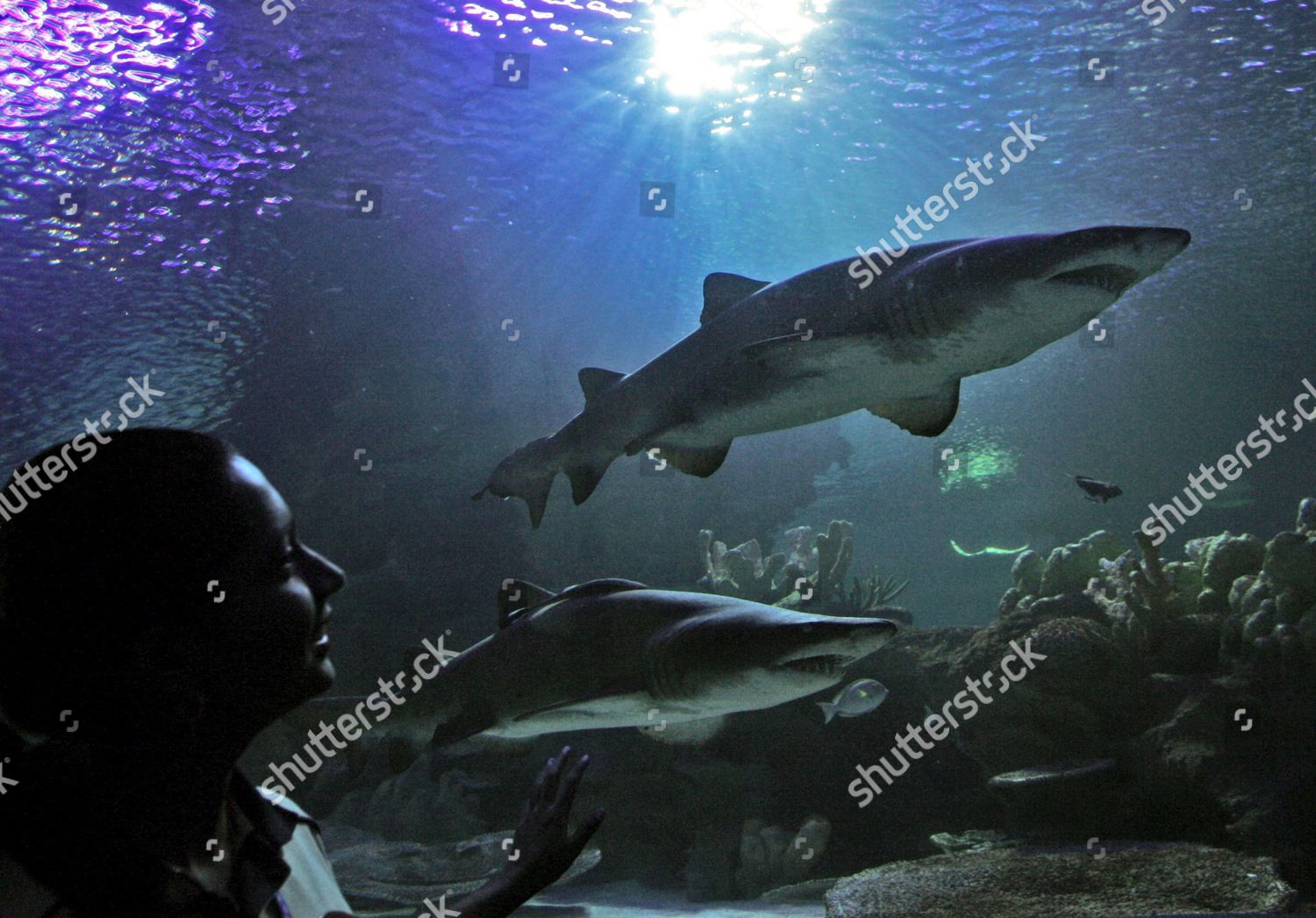 Sand Tiger Sharks Swim Aquaria Klcc Editorial Stock Photo Stock Image