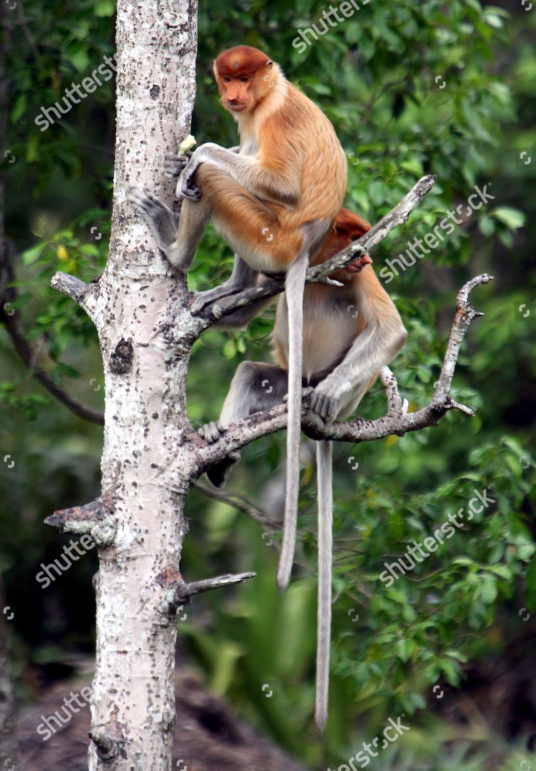 Female Proboscis Monkeys Known Big Pendulous Editorial Stock Photo ...