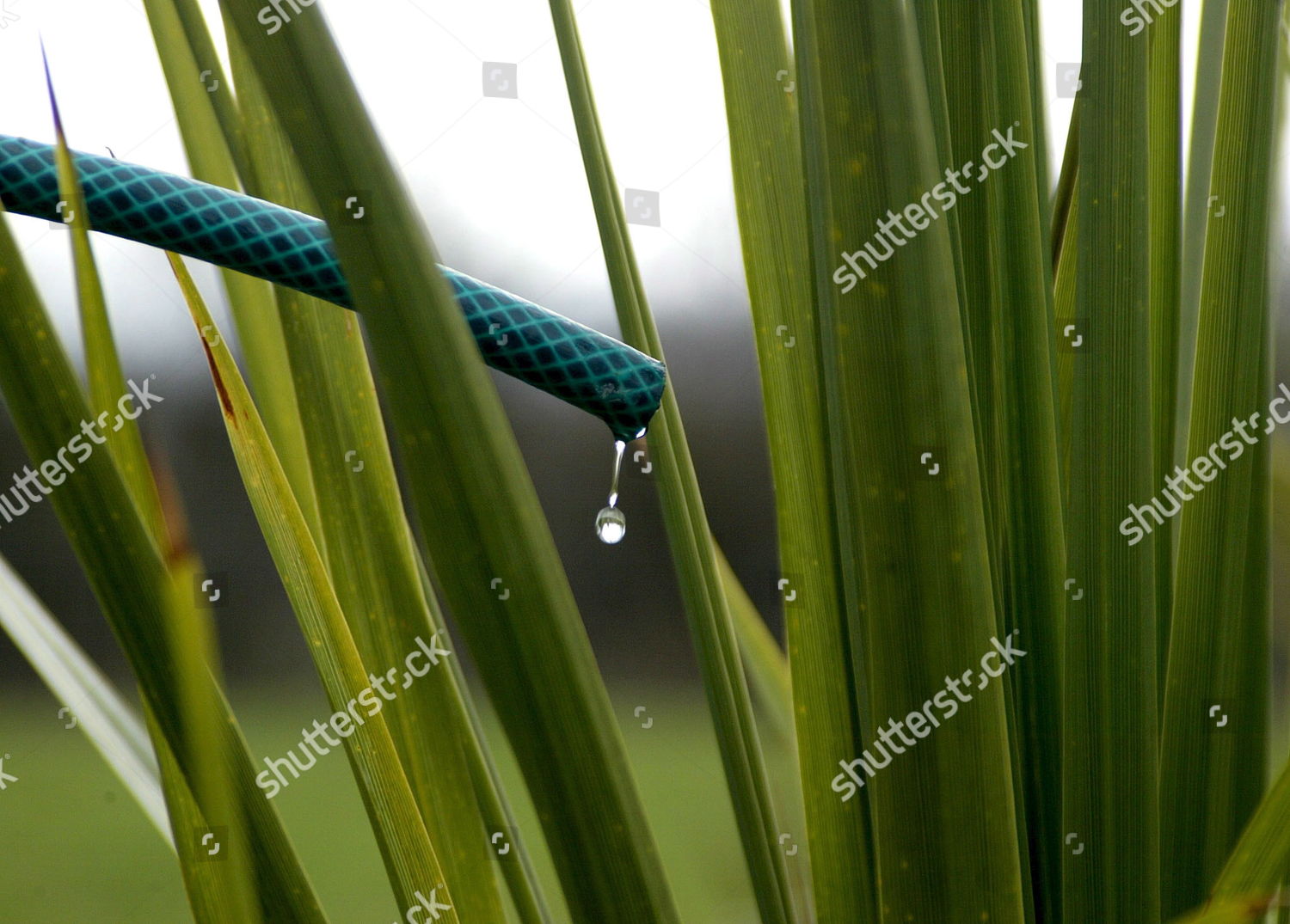 Hosepipe Bans Remain Place Southern England Editorial Stock Photo ...