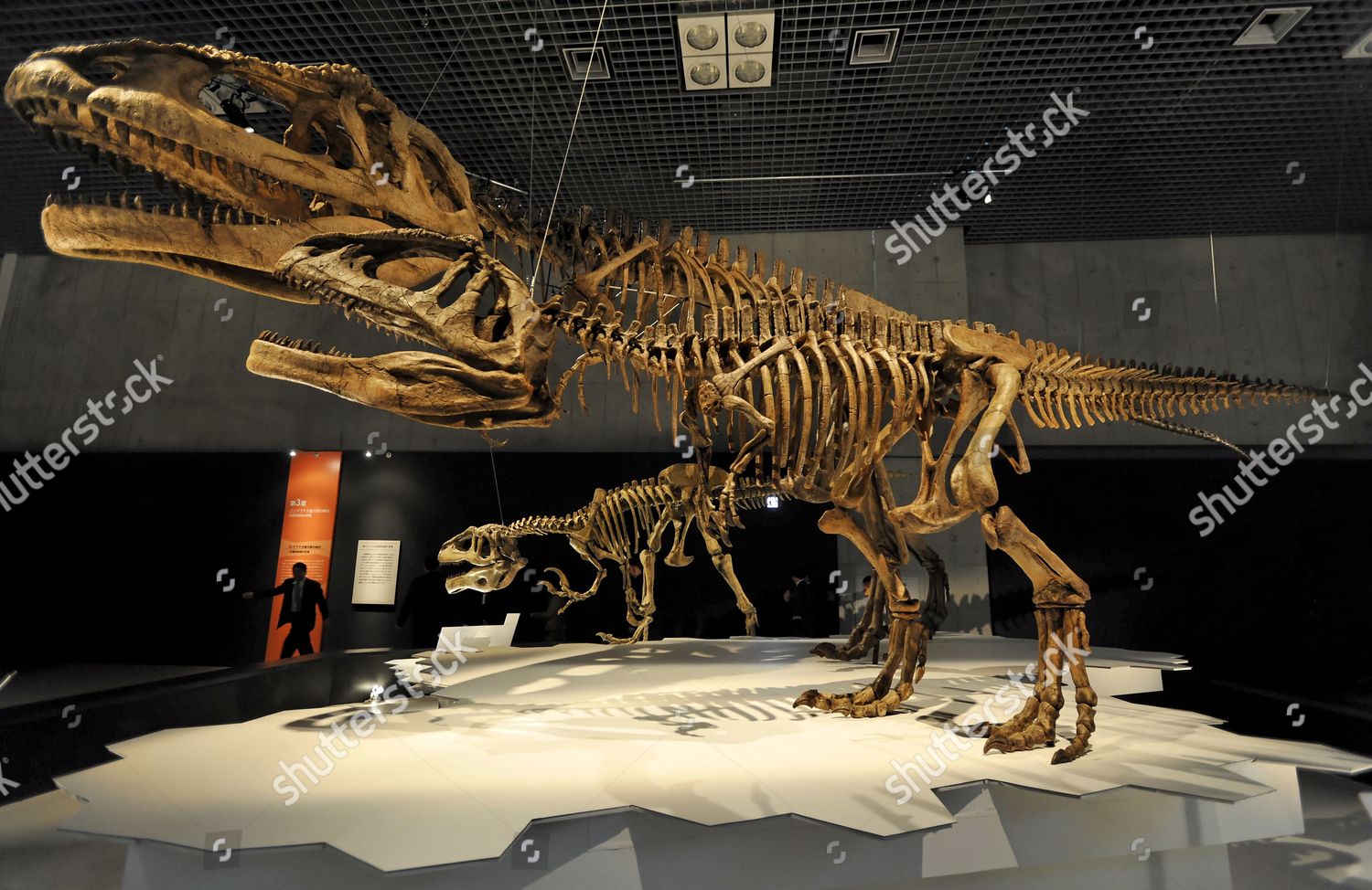 mapusaurus skeleton