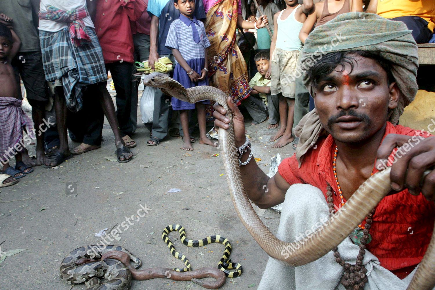 Indian Snake Charmer Shows Baby Python Editorial Stock Photo - Stock ...