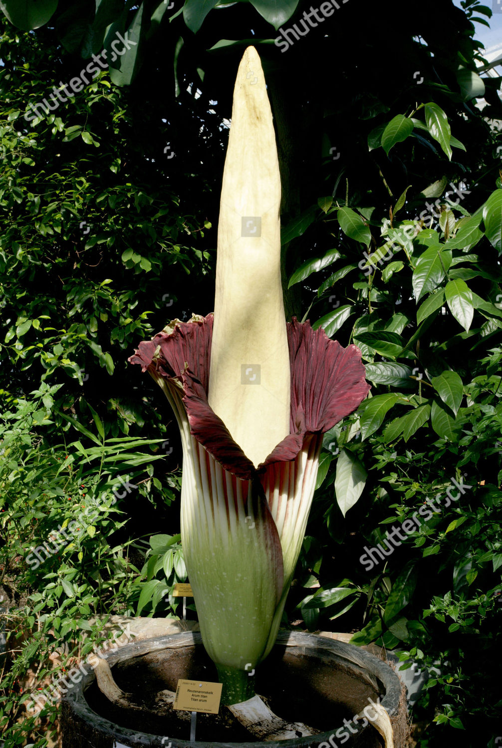 Worlds largest flower tubers titan arum Amorphophallus Editorial Stock
