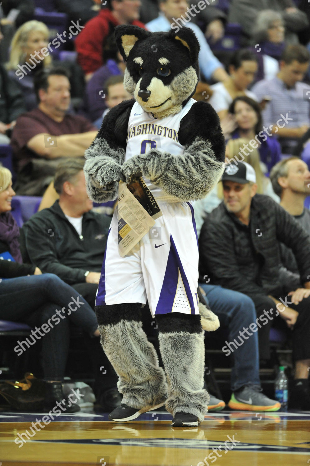 Uw Mascot Harry Husky During Game Editorial Stock Photo - Stock Image ...