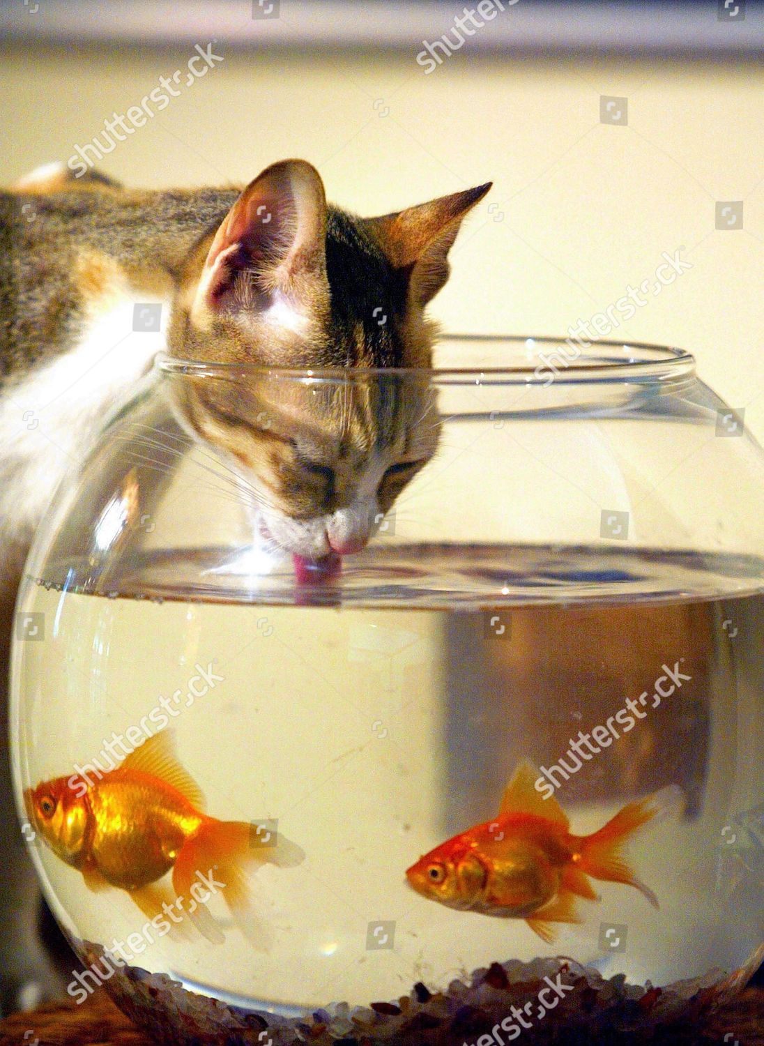 cat with fish bowl