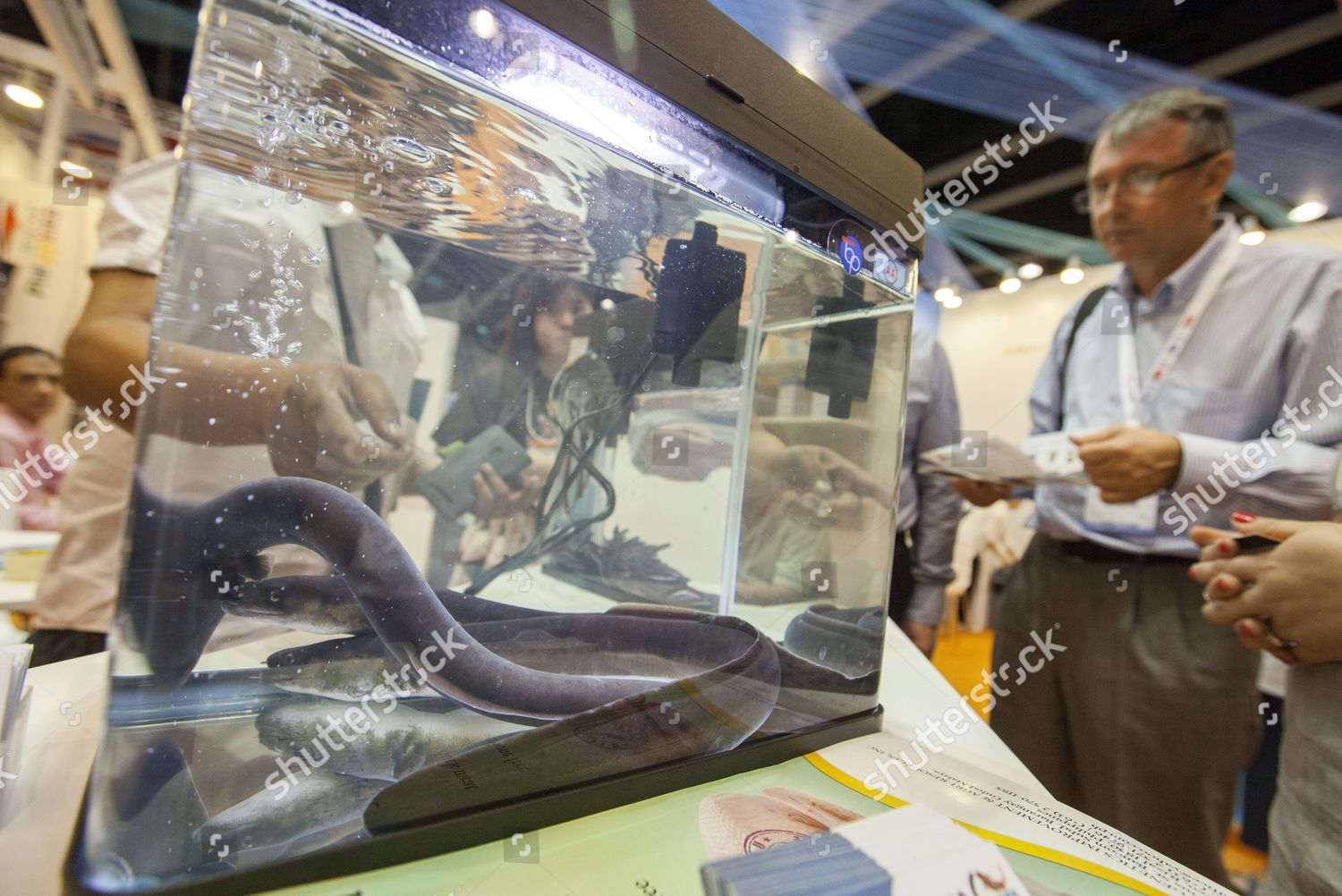 Farmed Philippine Anguilla Bicolor Pacifica Eels Seen Editorial Stock Photo Stock Image Shutterstock