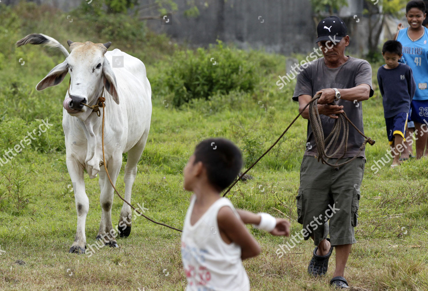Cow Owner Rustico Sarno R Walks Editorial Stock Photo Stock Image