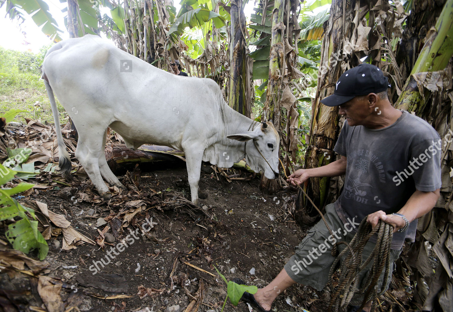 Cow Owner Rustico Sarno Pulls His Editorial Stock Photo Stock Image