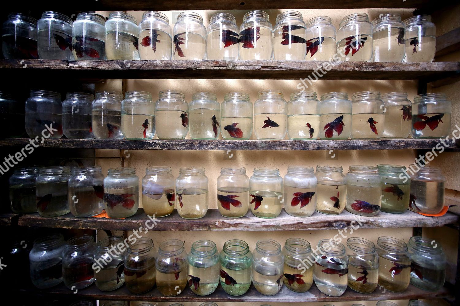 betta fish shop