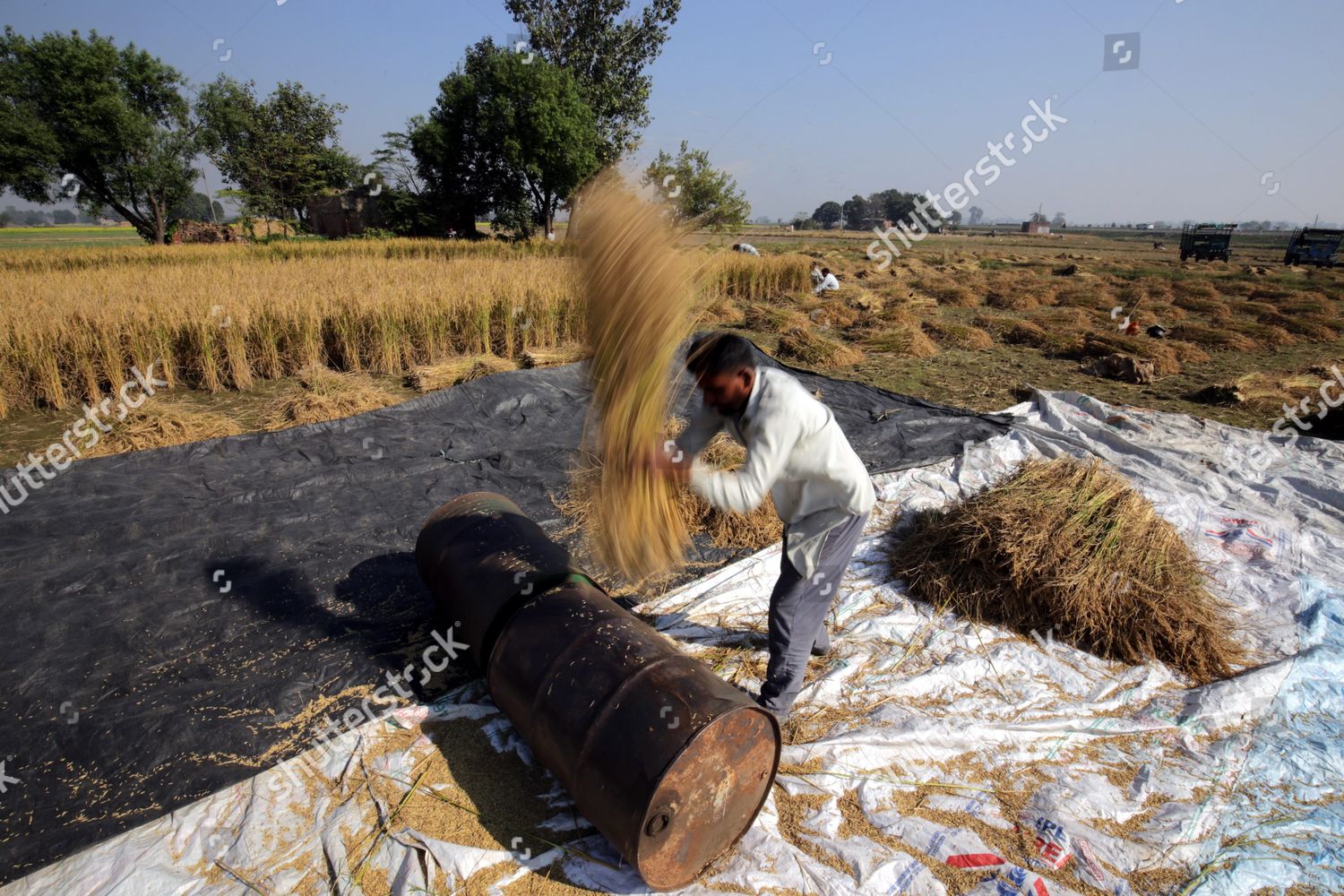 Indian Labourer Thrashes Paddy Sheaves Labourers Editorial Stock Photo