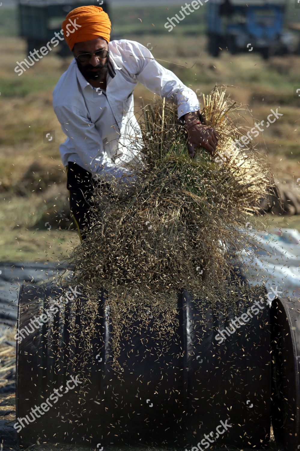 Indian Labourer Thrashes Paddy Sheaves Labourers Editorial Stock Photo