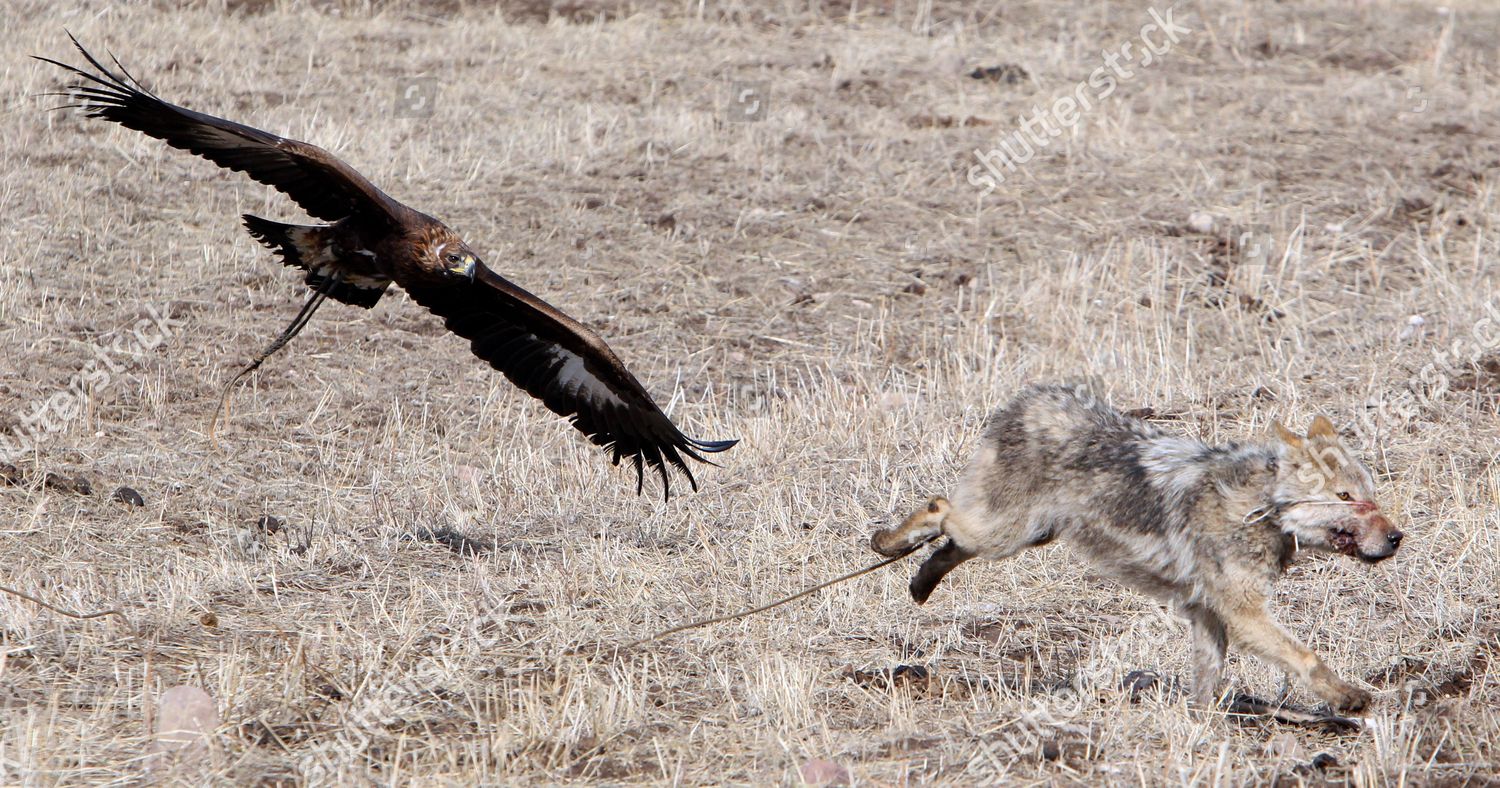 Golden Eagle Attacks Wolf During Traditional Hunting