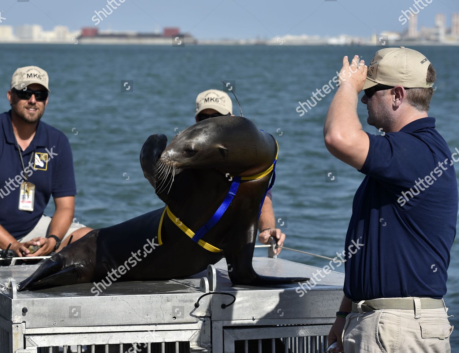 us-navy-marine-mammal-program-nmmp-editorial-stock-photo-stock-image