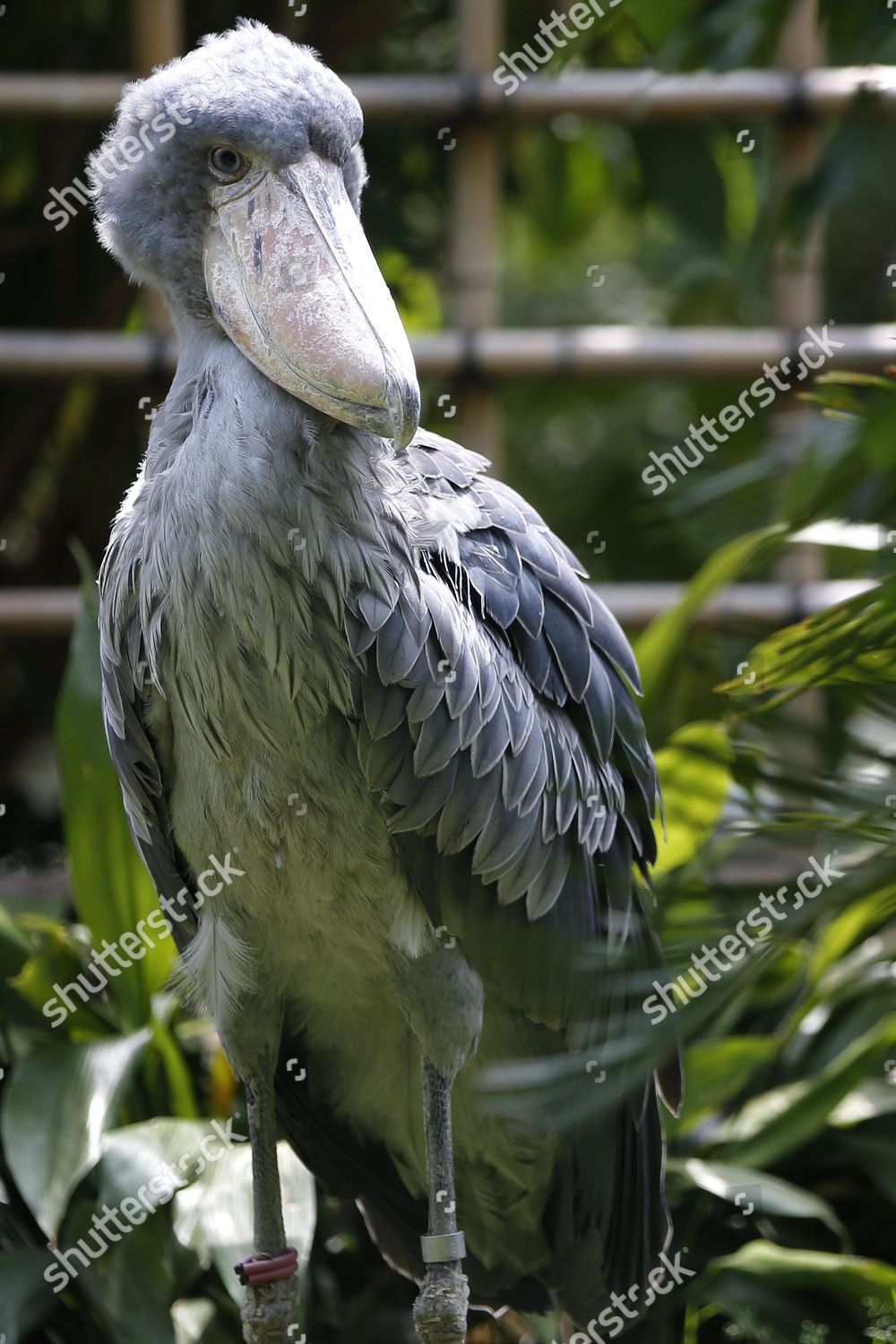 Shoebill Sits Ueno Zoo Tokyo Japan Editorial Stock Photo Stock Image