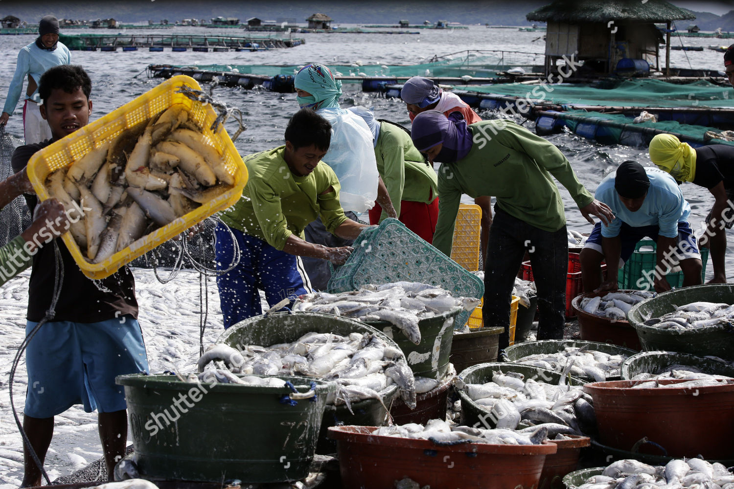 Filipinos Collect Dead Fish Taal Lake Editorial Stock Photo - Stock ...