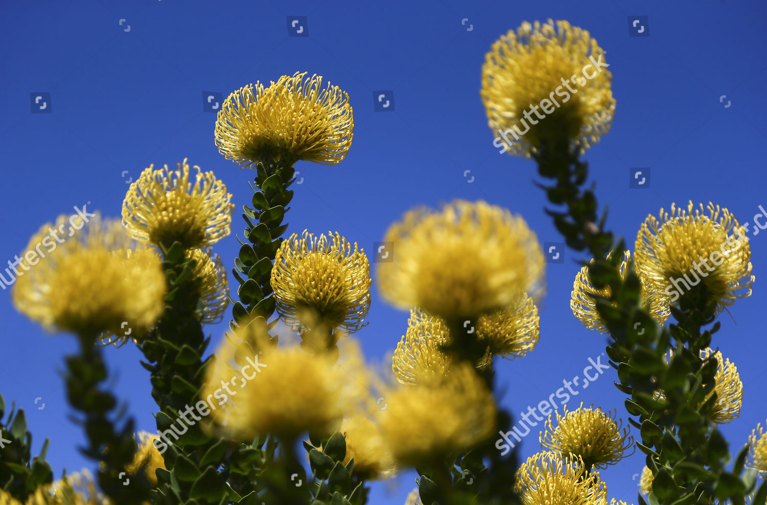 Pincushion Protea Leucospermum Grow On World Editorial Stock Photo Stock Image Shutterstock