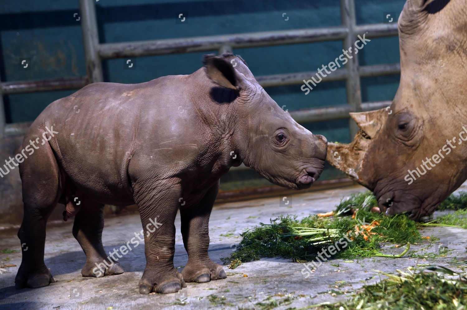 Male Baby Rhinoceros Eat Taman Safari Editorial Stock Photo - Stock