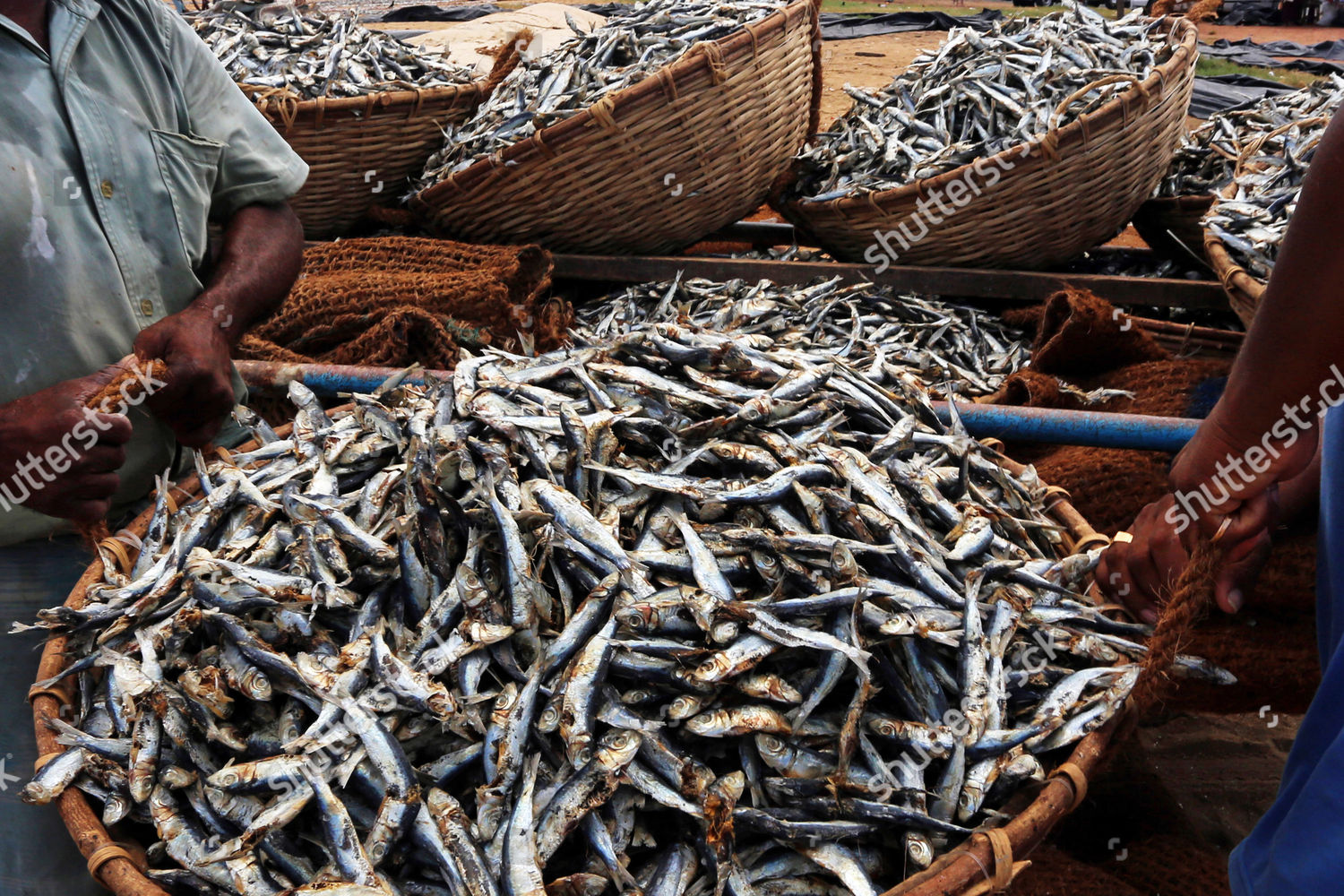 Sri Lankan Fishermen Prepare Baskets Full Editorial Stock Photo Stock