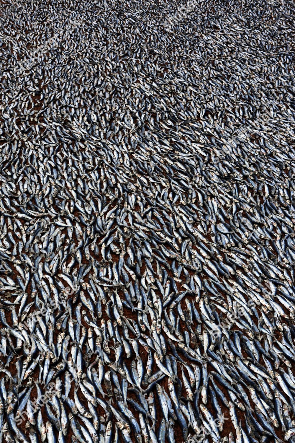 Anchovies Lie Dry On Beaches Near Editorial Stock Photo Stock Image