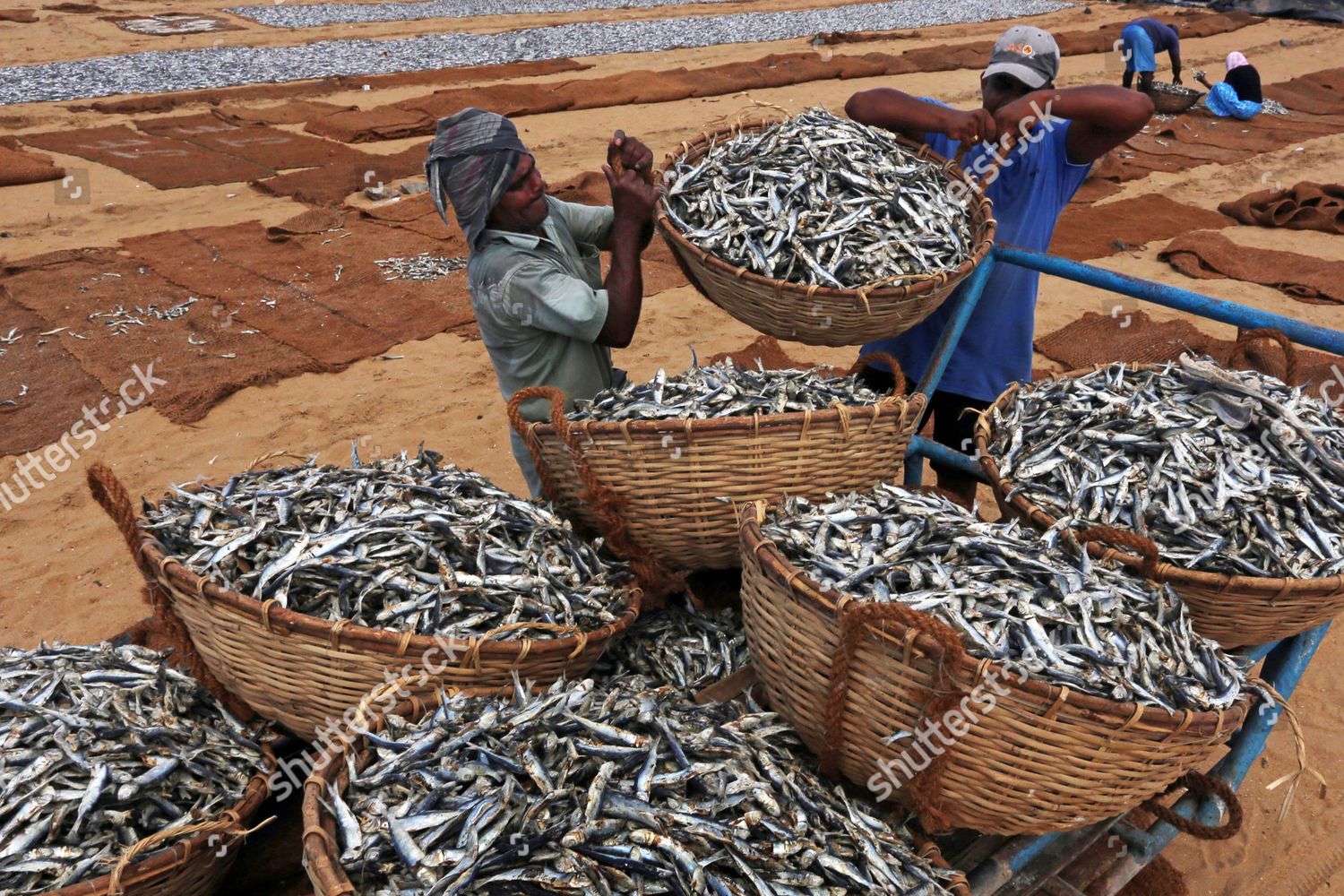 Sri Lankan Fishermen Prepare Baskets Full Editorial Stock Photo Stock