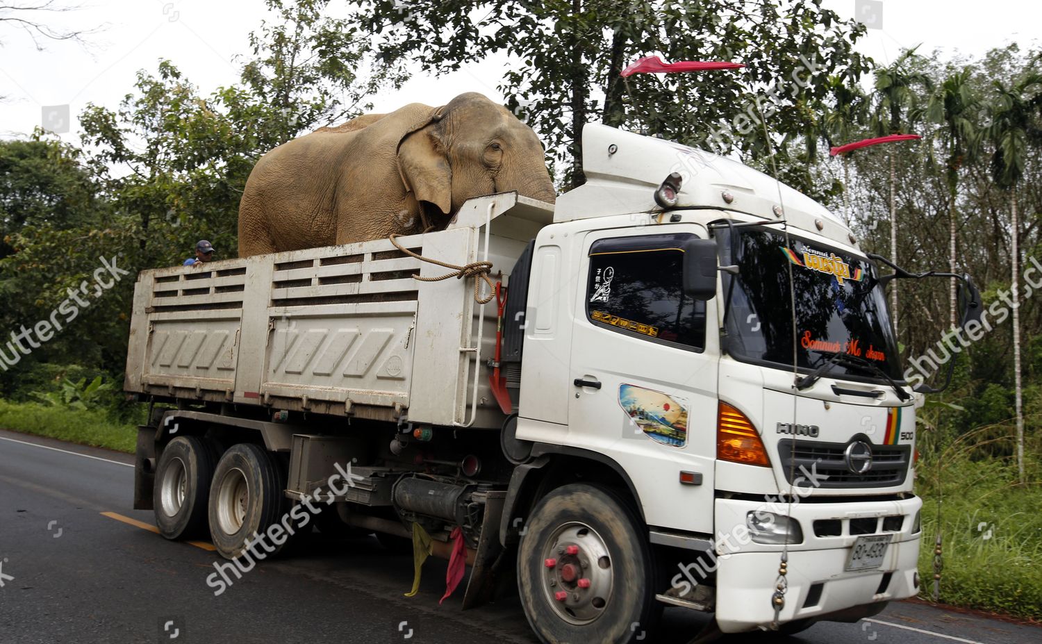 Elephant Transported Tray Sixwheel Truck Speeds Editorial Stock Photo