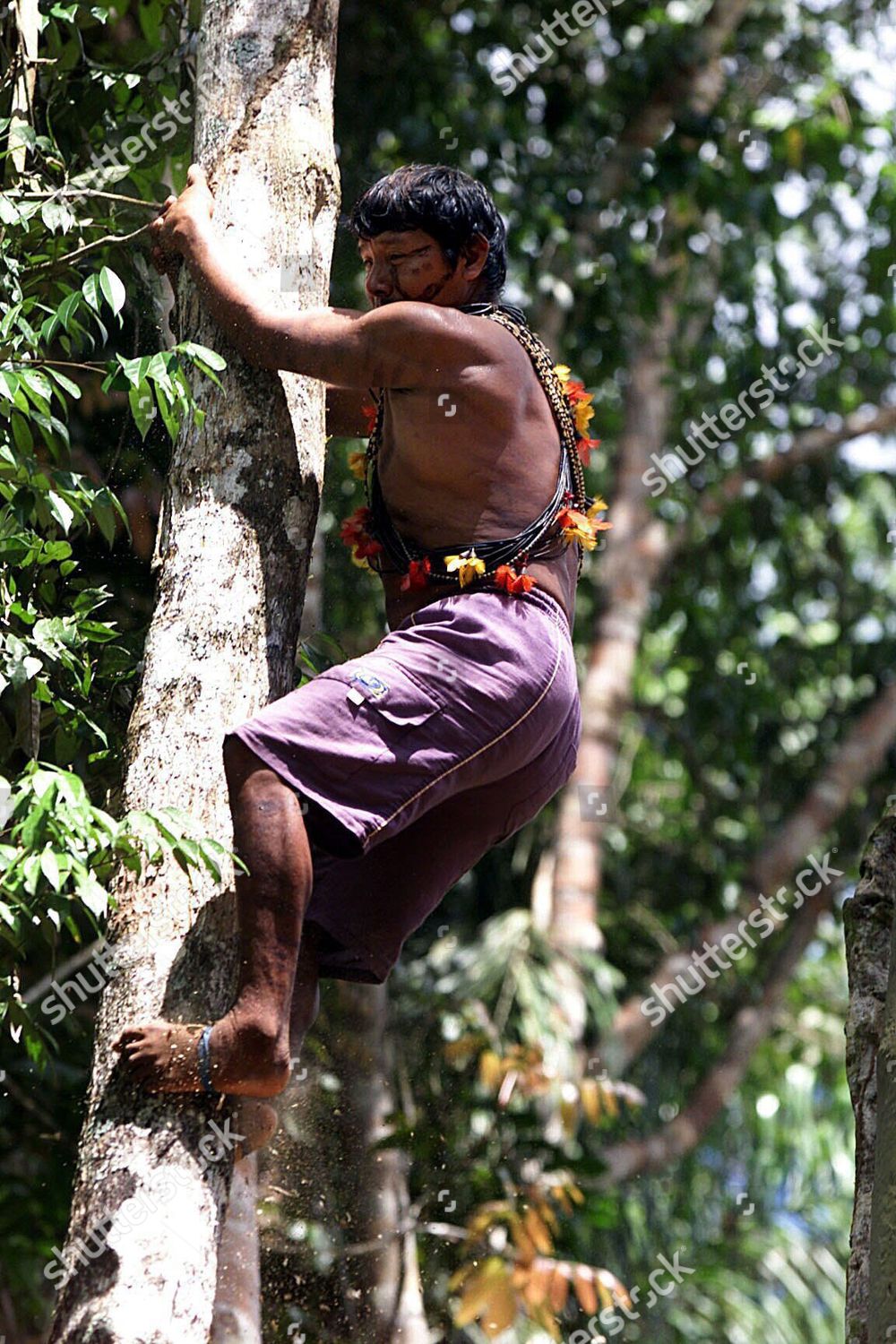 Amazon Cinta Larga Indian Climbs Tree Editorial Stock Photo Stock Image Shutterstock